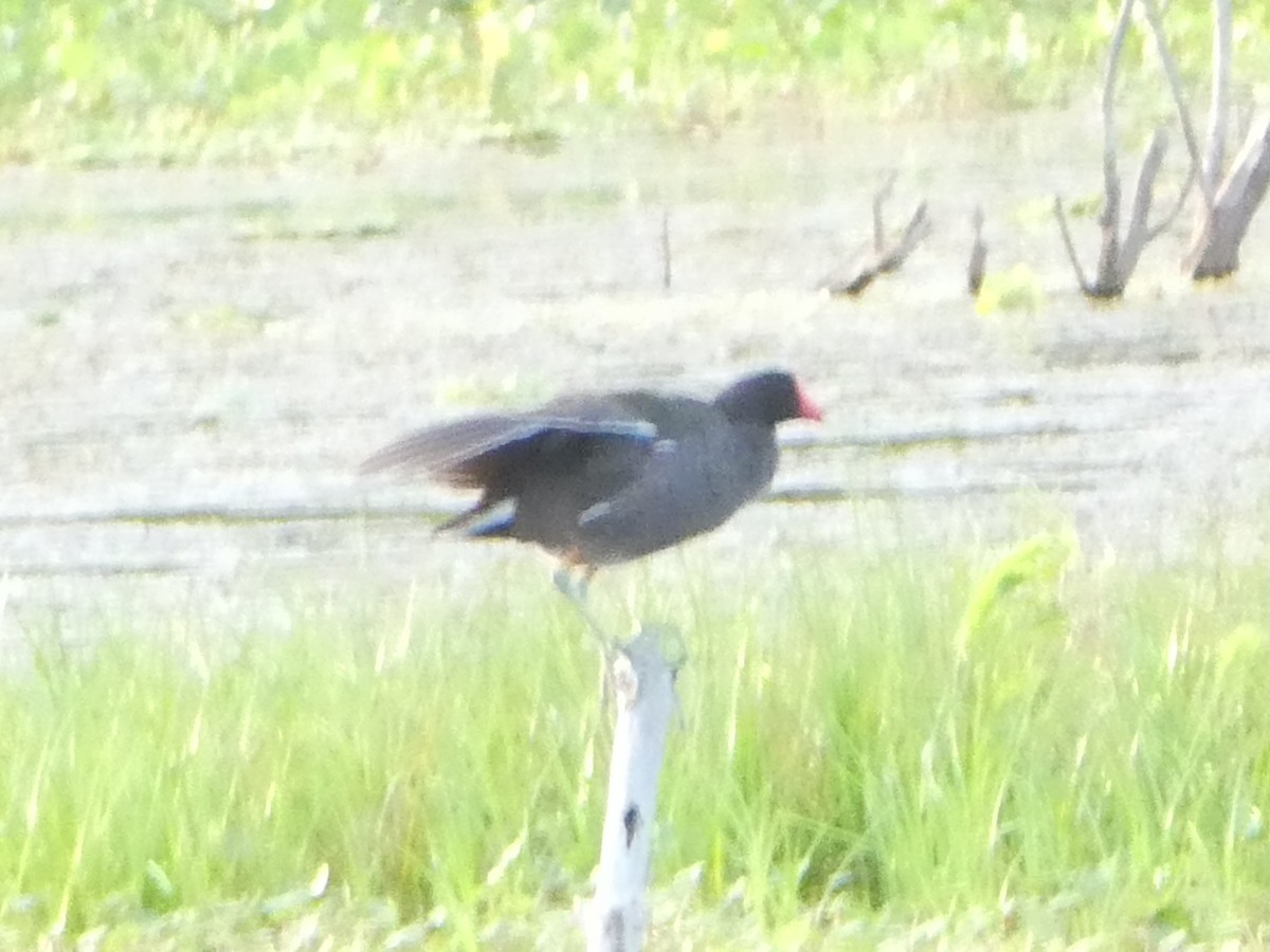 Common Gallinule - Thomas Ouchterlony