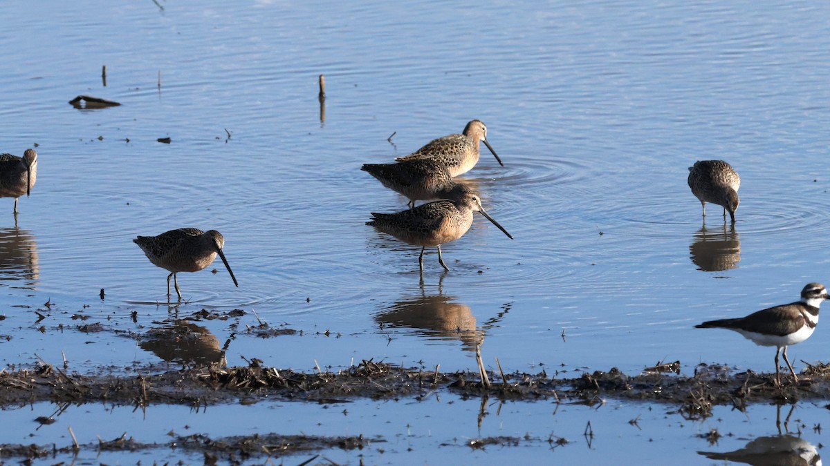 Long-billed Dowitcher - ML618836729