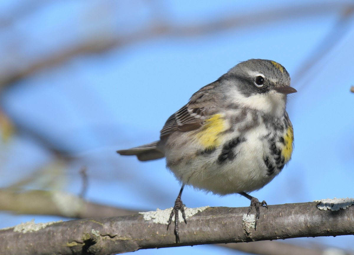 Yellow-rumped Warbler - France Carbonneau