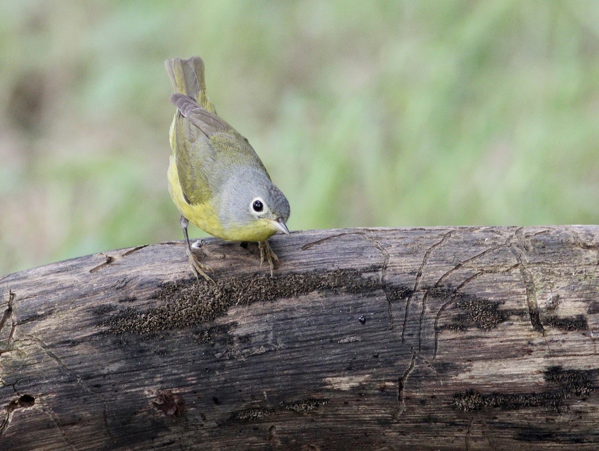 Nashville Warbler - ML618836745