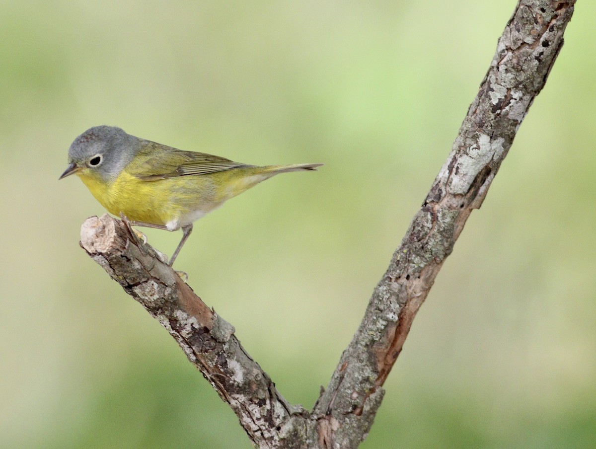 Nashville Warbler - ML618836746