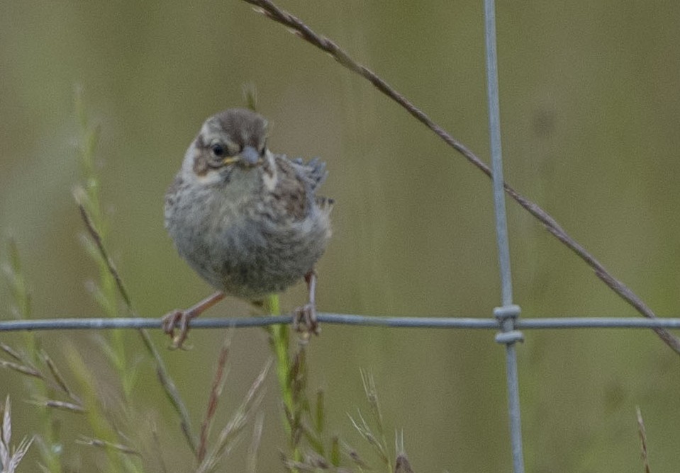 Song Sparrow - Steve Hovey