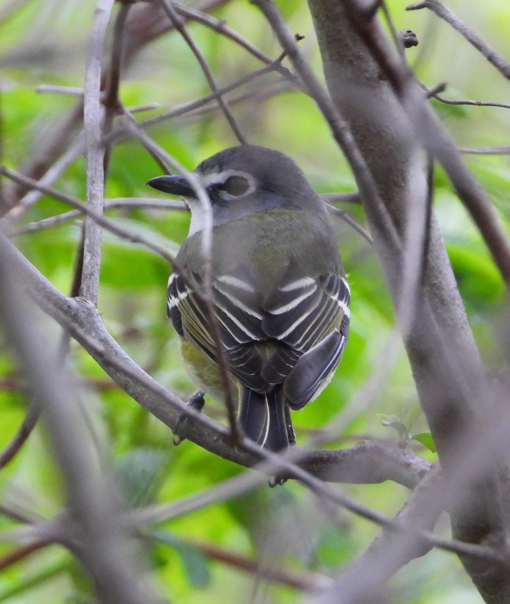 Blue-headed Vireo - Shirley Andrews