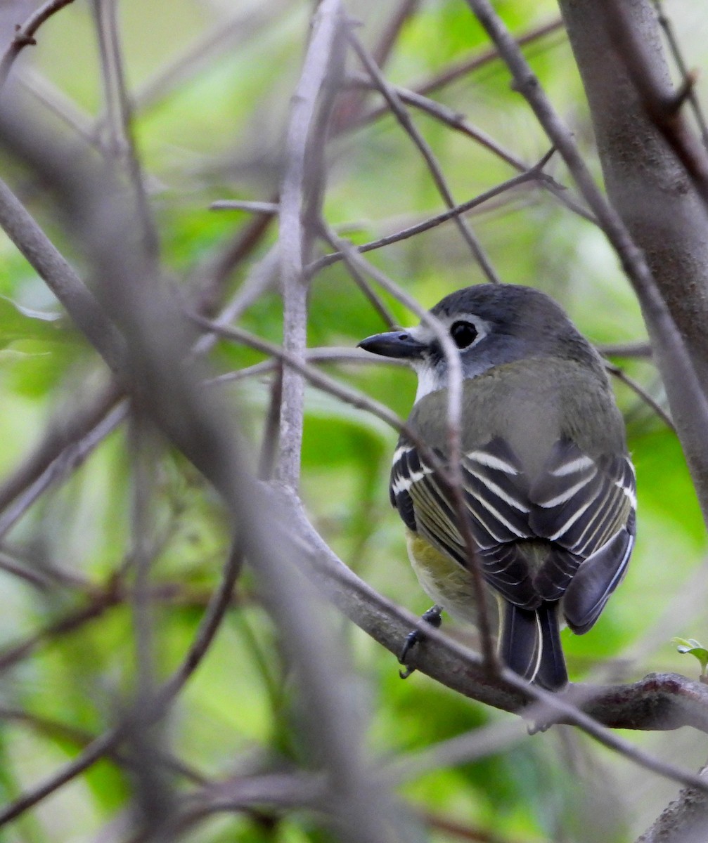 Blue-headed Vireo - Shirley Andrews