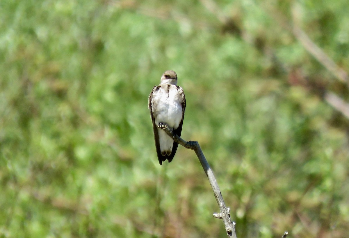 Northern Rough-winged Swallow - ML618836755