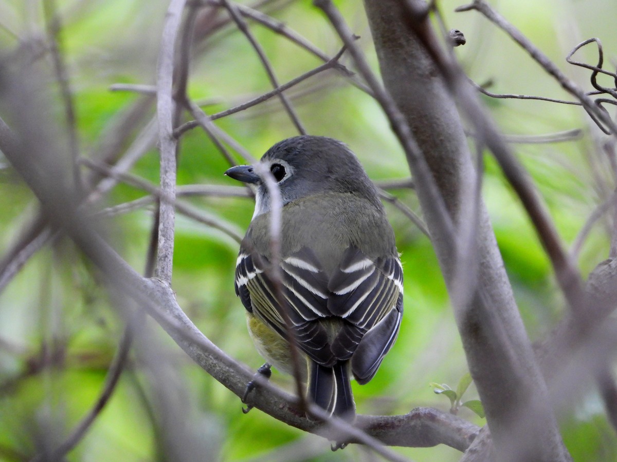 Blue-headed Vireo - Shirley Andrews