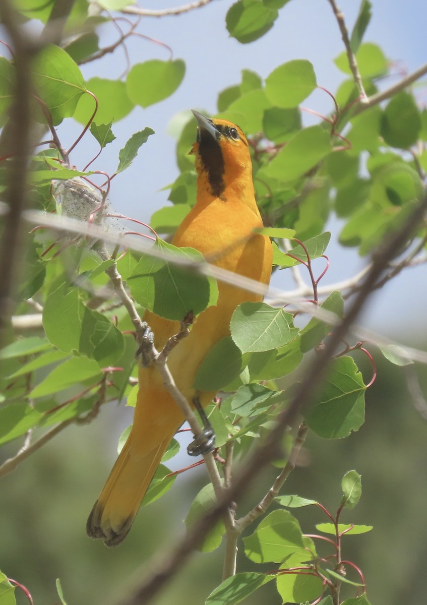 Bullock's Oriole - Charlotte (Charlie) Sartor