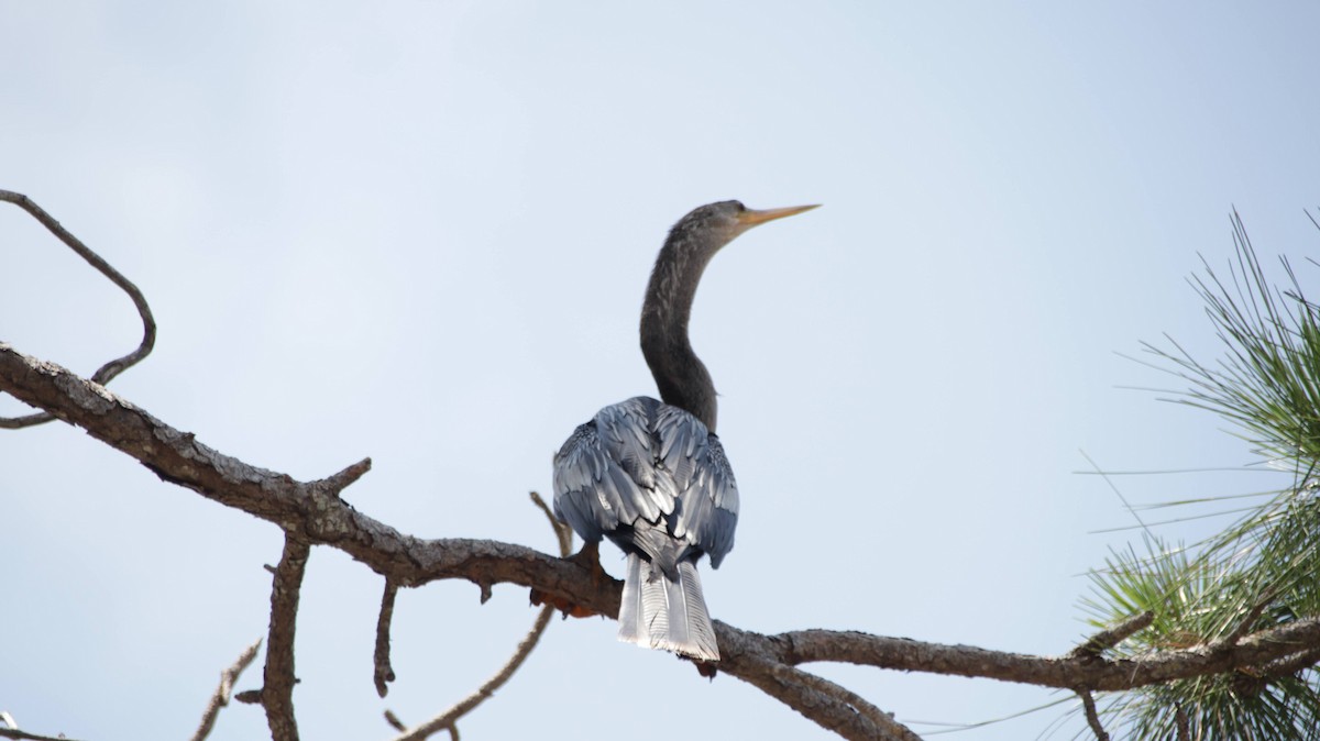 Anhinga d'Amérique - ML618836762