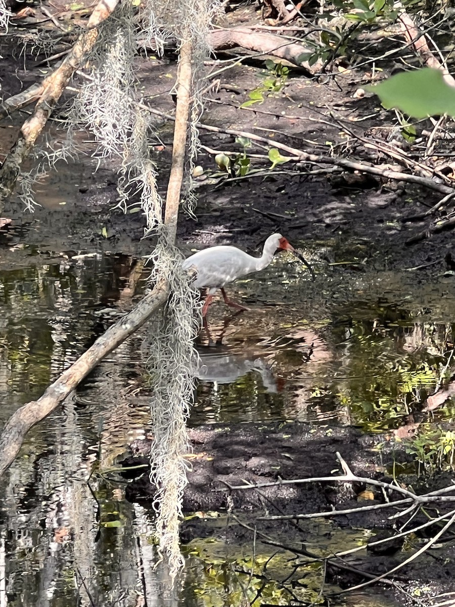 White Ibis - Leigh Toborowsky