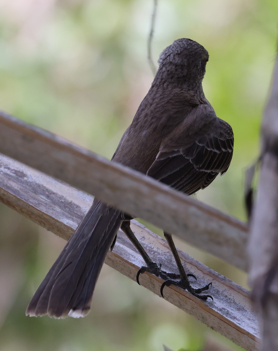 Bahama Mockingbird - Gregory Hamlin