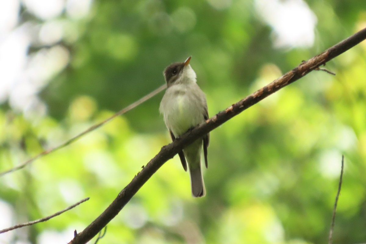 Eastern Wood-Pewee - Mike Donaldson