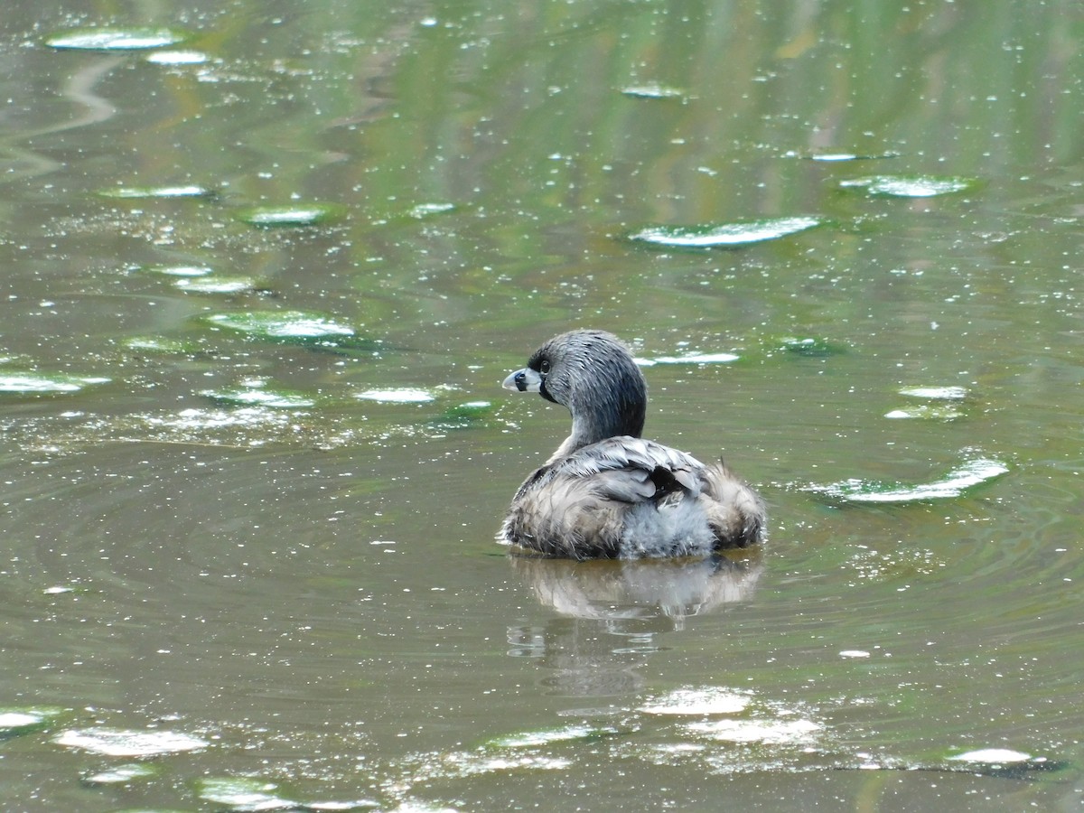 Pied-billed Grebe - Andrea Lizarazo Ortiz