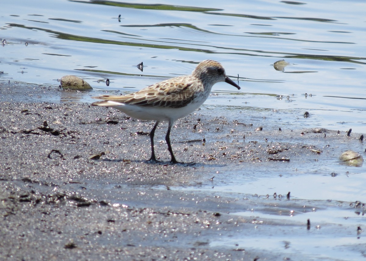 Semipalmated Sandpiper - ML618836786