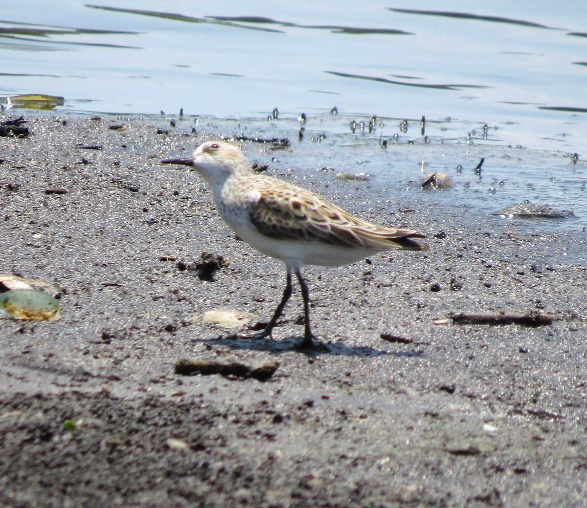 Semipalmated Sandpiper - Bev Hansen