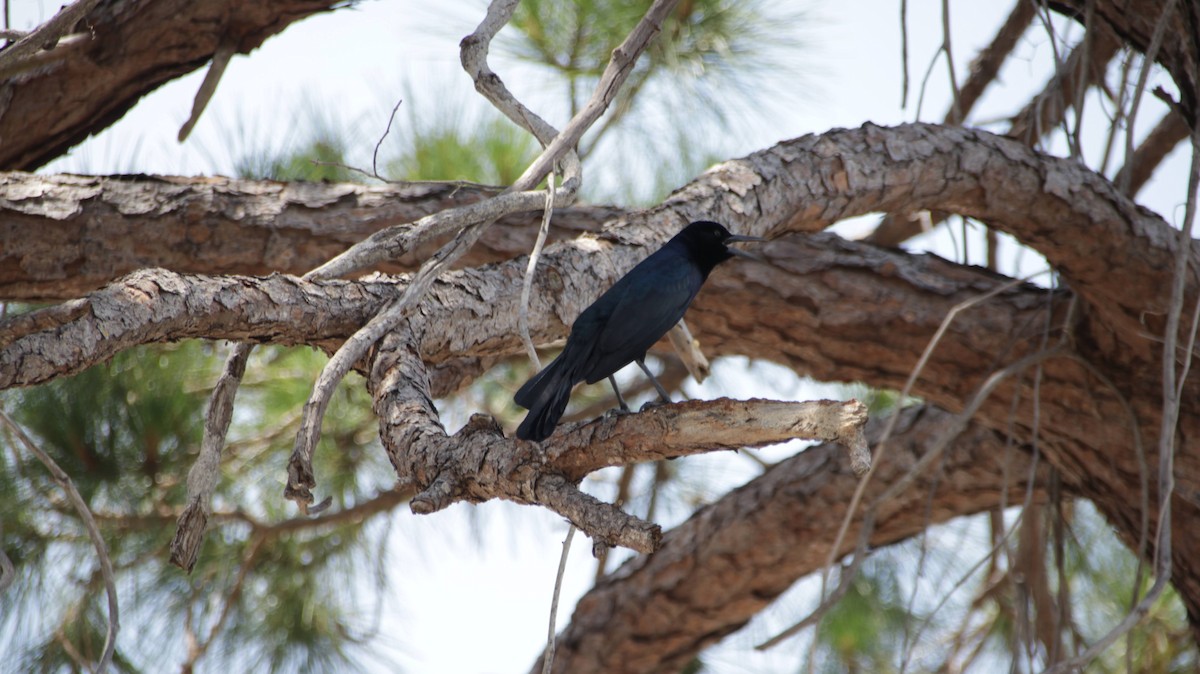 Boat-tailed Grackle - ML618836790