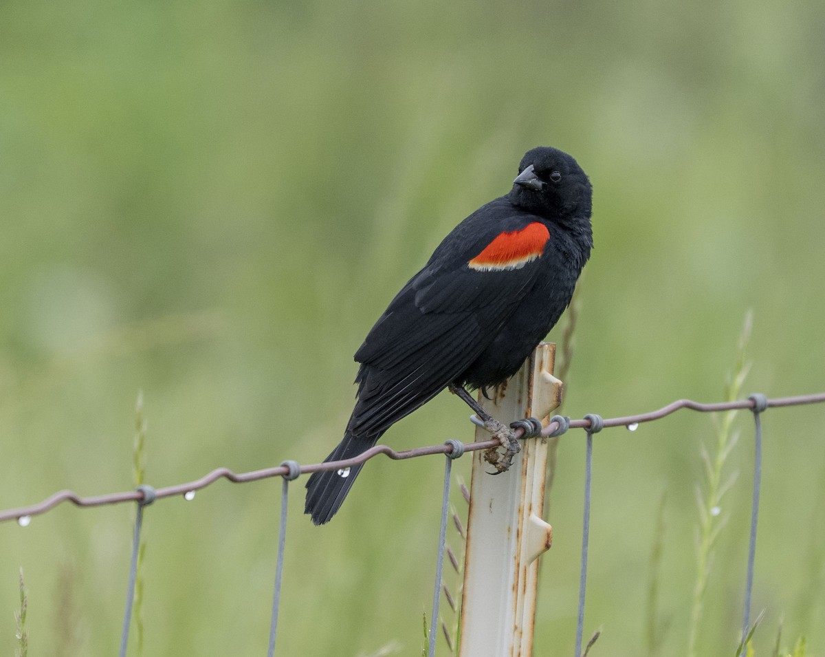 Red-winged Blackbird - Steve Hovey