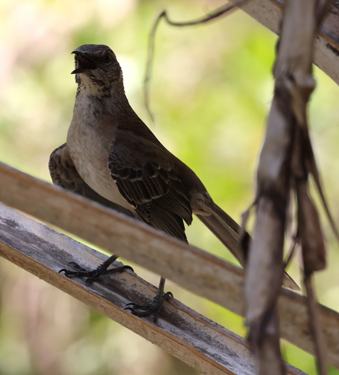 Bahama Mockingbird - Gregory Hamlin