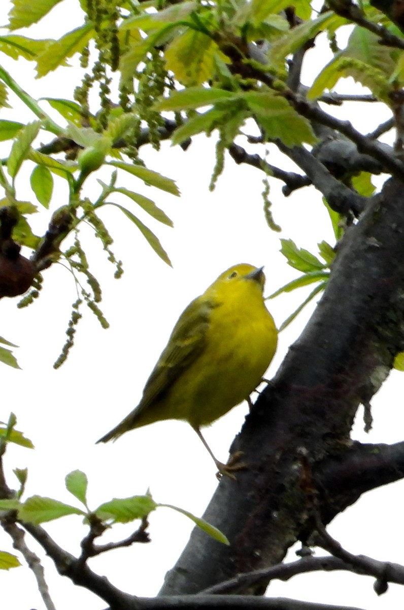 Yellow Warbler - Shirley Andrews