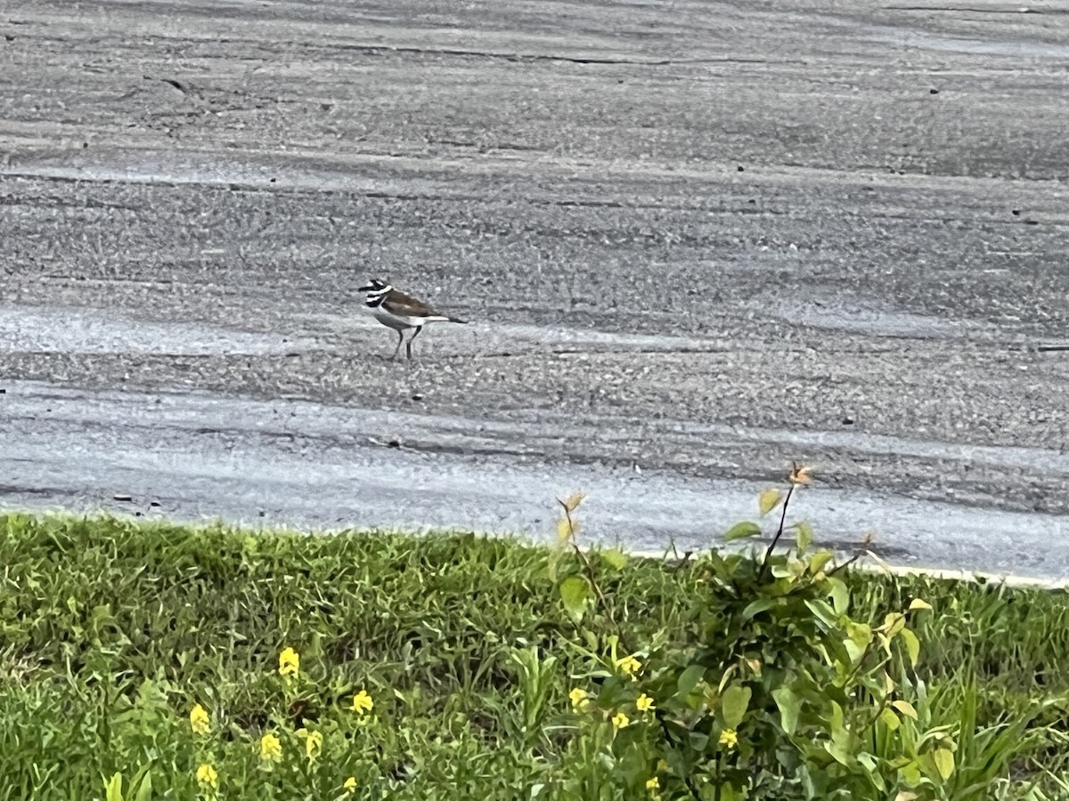 Killdeer - ML618836850