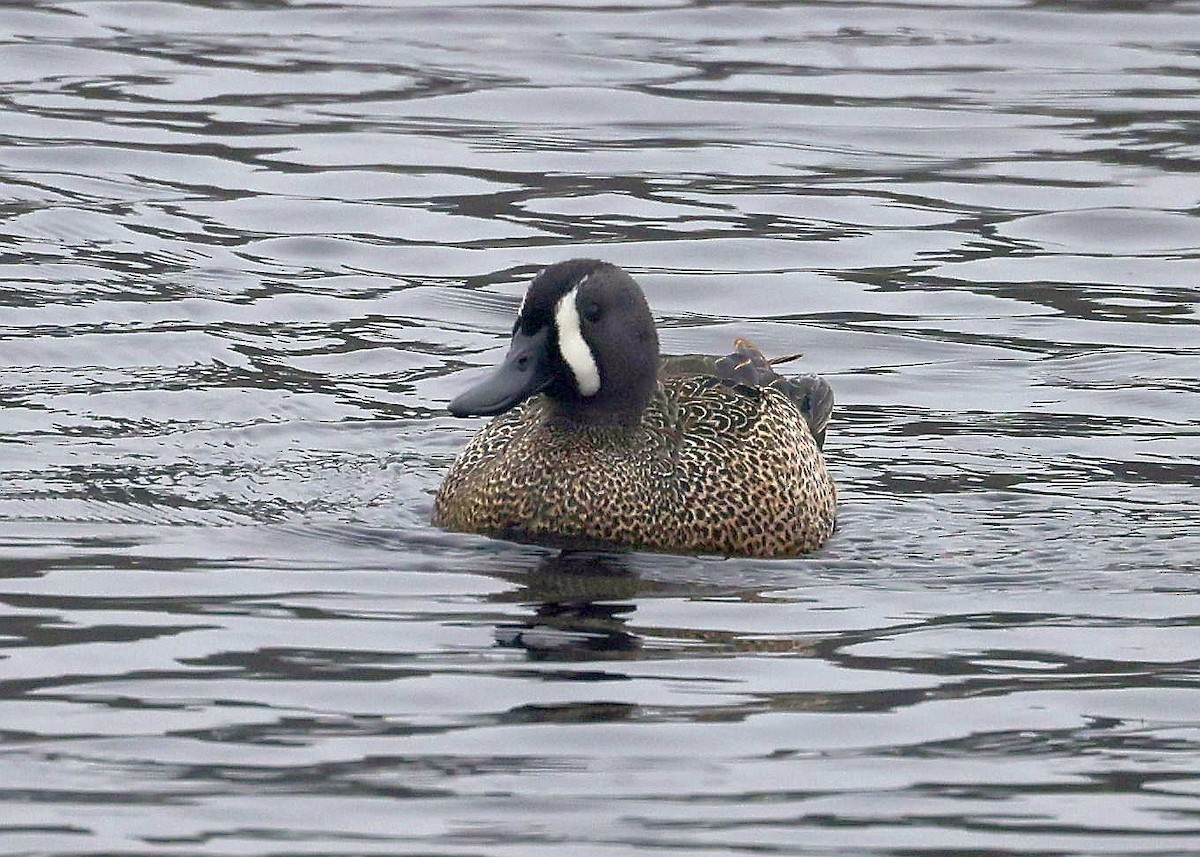 Blue-winged Teal - Charles Fitzpatrick