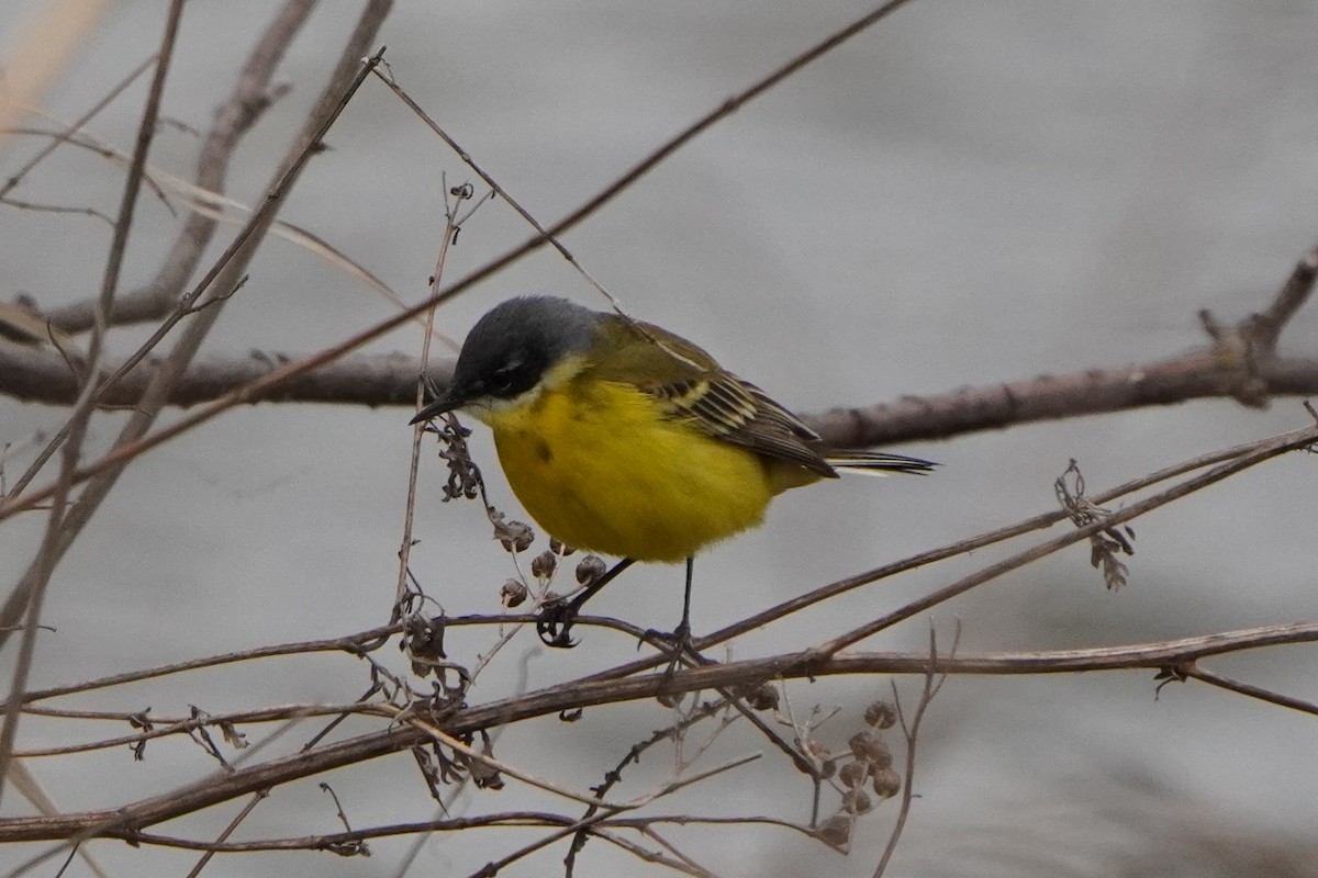 Western Yellow Wagtail - Anna Guliaeva