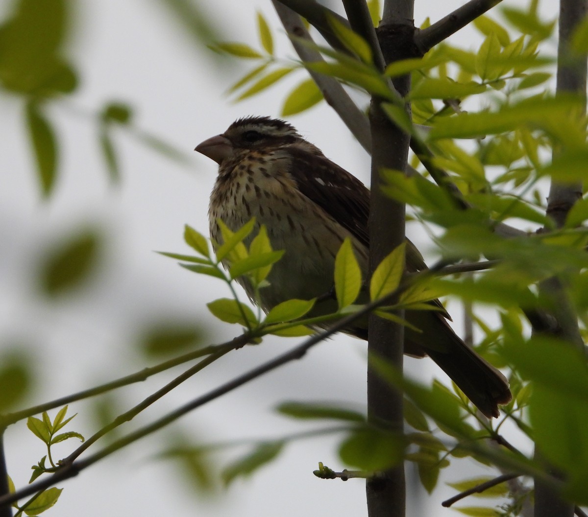 Rose-breasted Grosbeak - Shirley Andrews