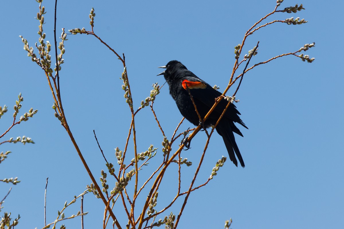 Red-winged Blackbird - ML618836877