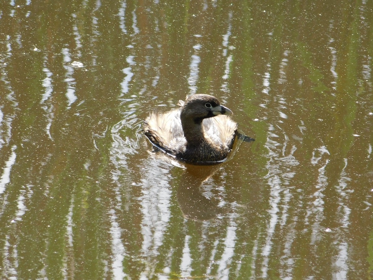 Pied-billed Grebe - Andrea Lizarazo Ortiz