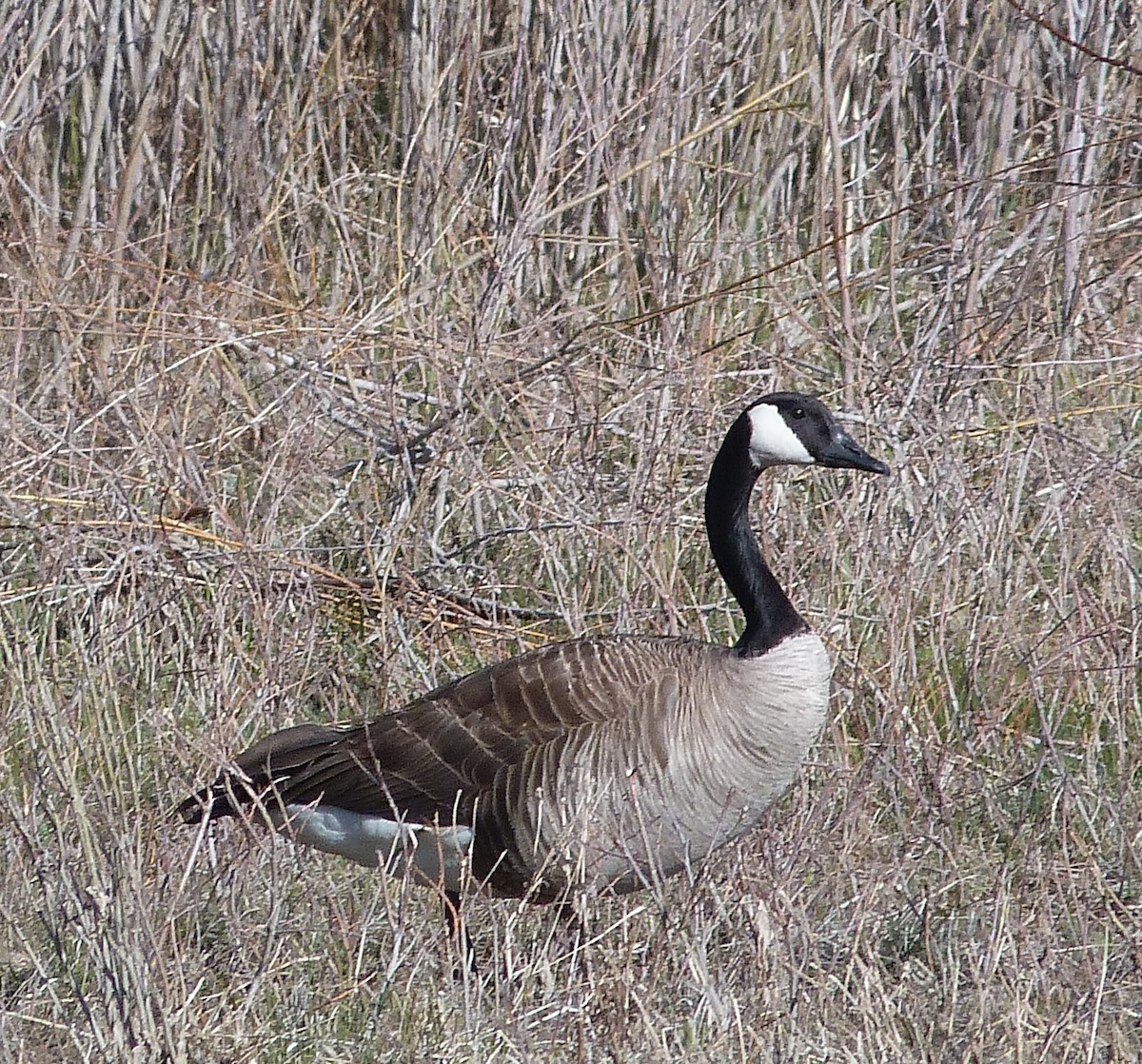 Canada Goose - Kenneth Stinchcomb