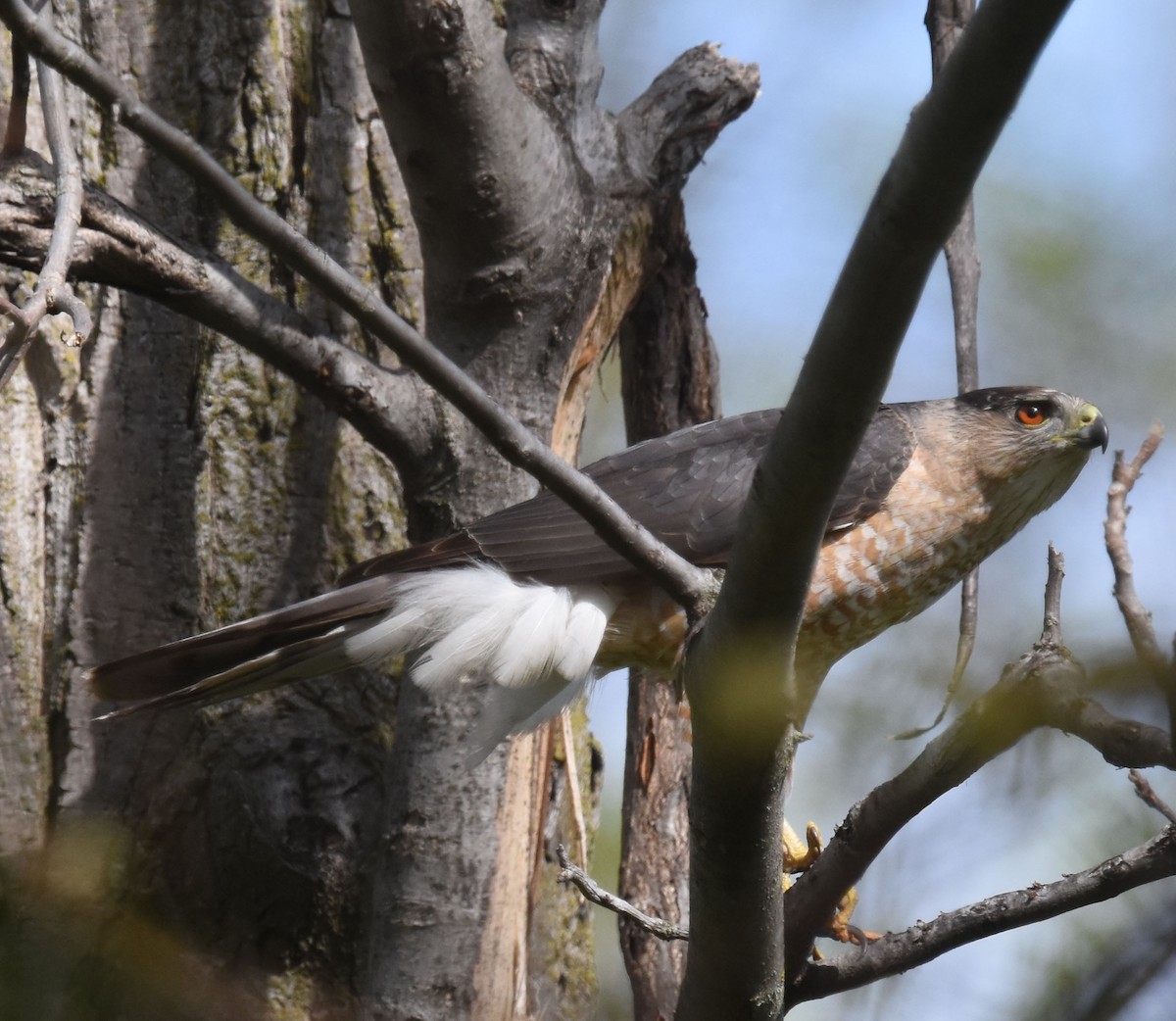 Cooper's Hawk - ML618836900