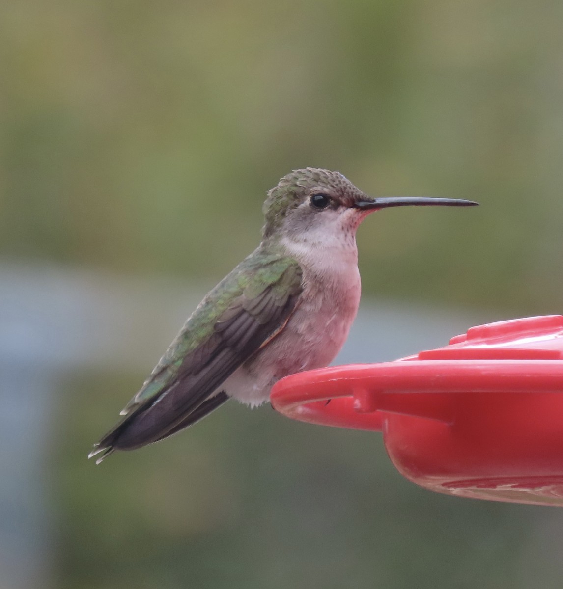 Broad-tailed Hummingbird - Charlotte (Charlie) Sartor