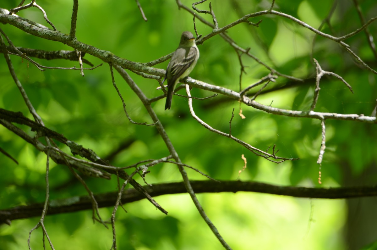 Eastern Wood-Pewee - Kerry Beaghan