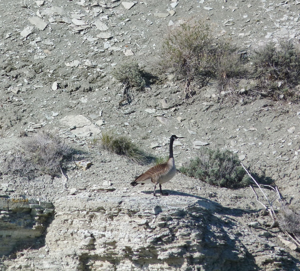 Canada Goose - Kenneth Stinchcomb