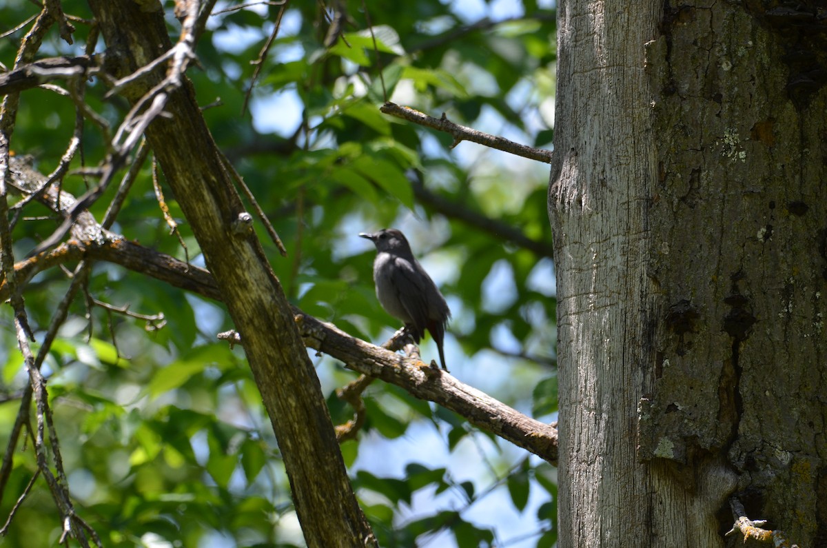 Gray Catbird - Kerry Beaghan