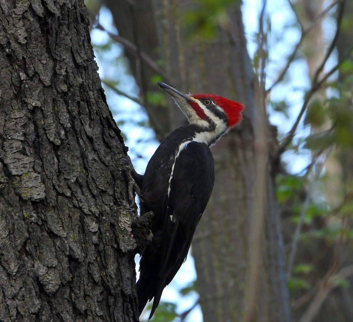 Pileated Woodpecker - Pauline Binetruy