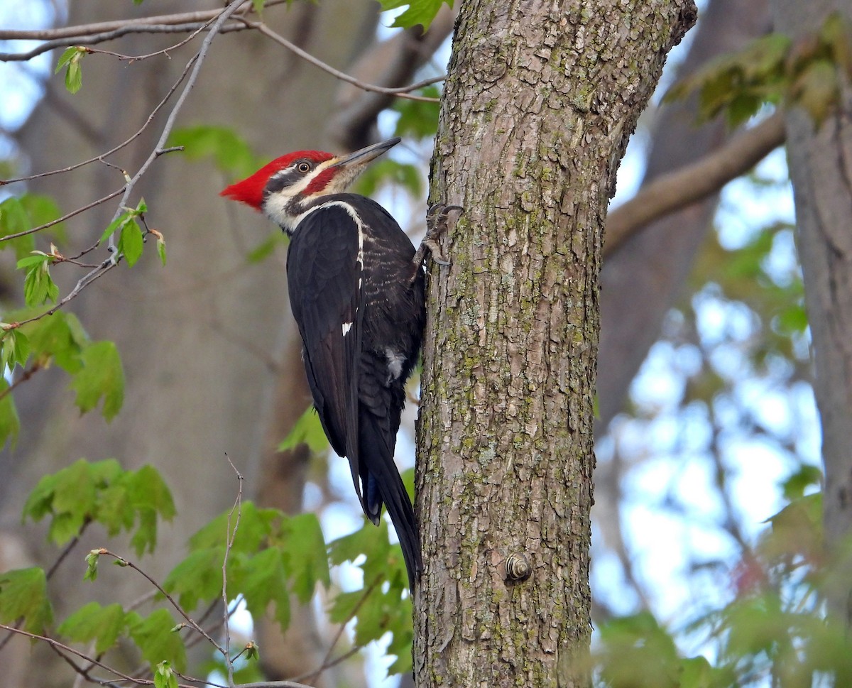 Pileated Woodpecker - Pauline Binetruy