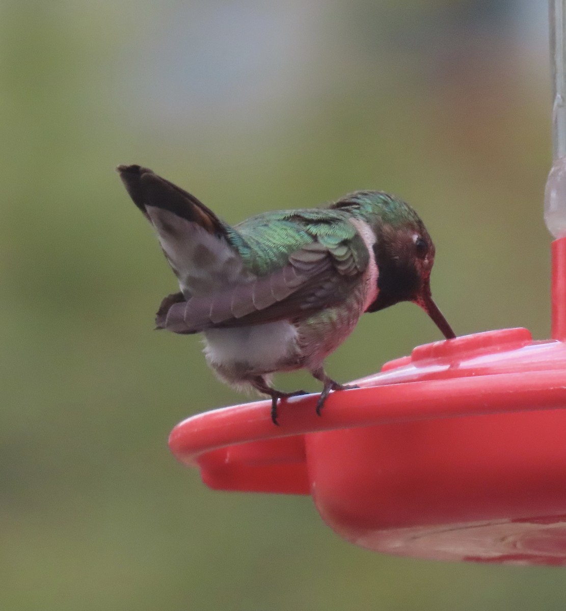 Broad-tailed Hummingbird - Charlotte (Charlie) Sartor