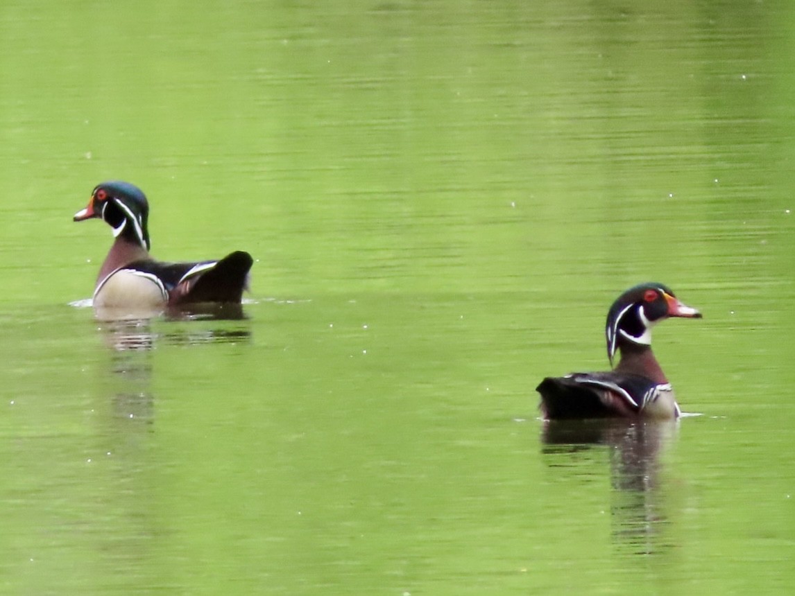 Wood Duck - Beth Daugherty