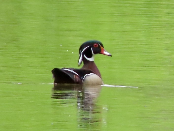 Wood Duck - Beth Daugherty