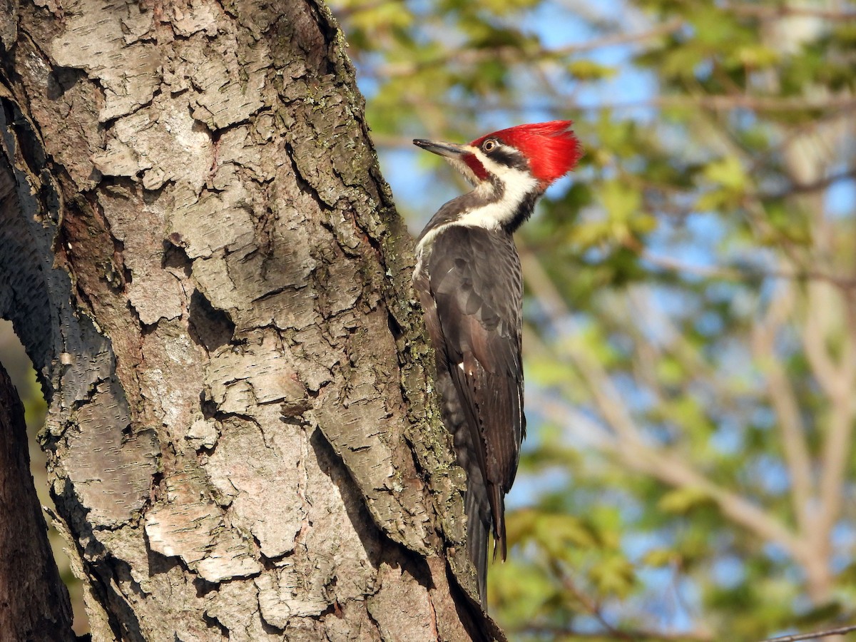 Pileated Woodpecker - Pauline Binetruy