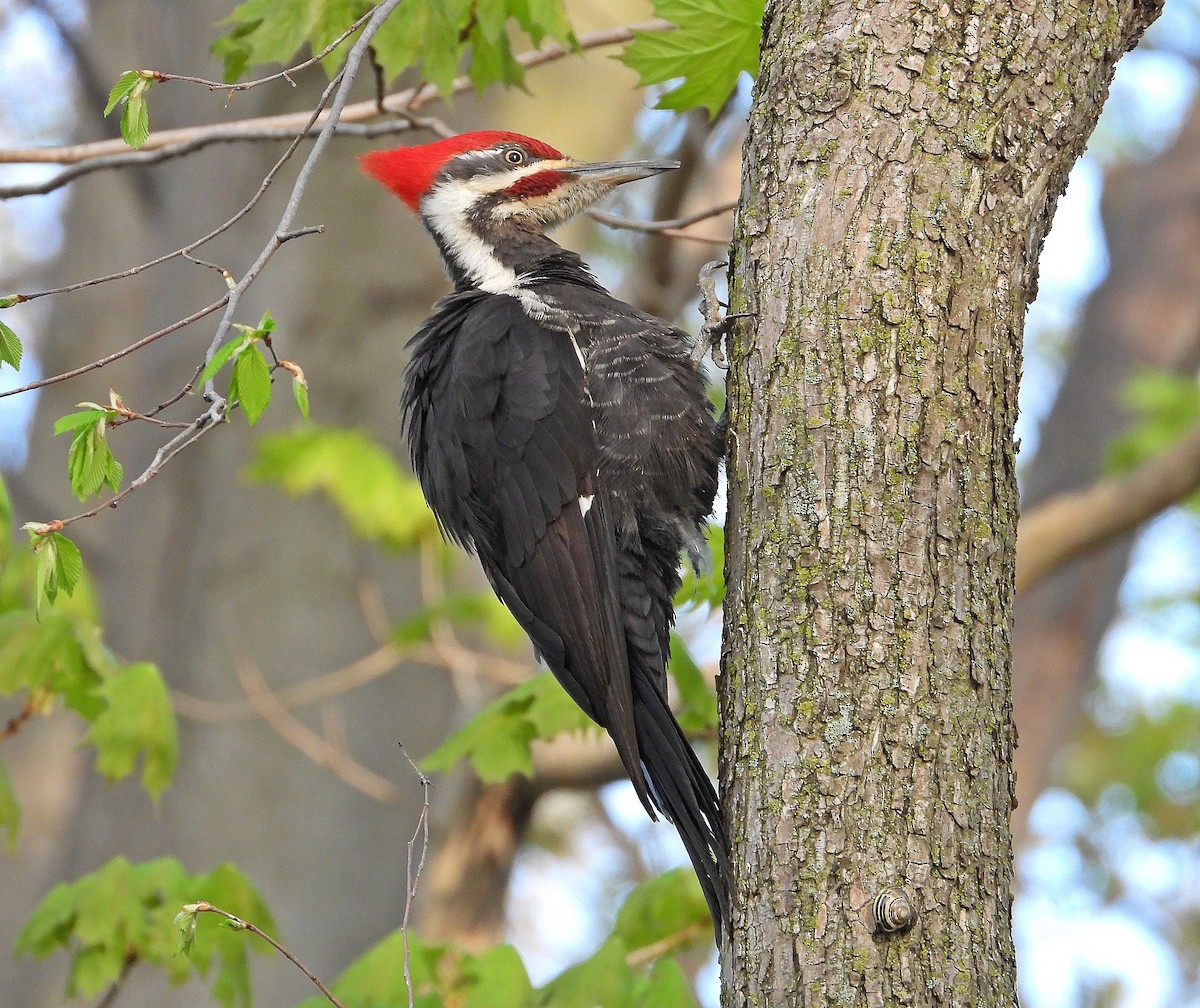 Pileated Woodpecker - Pauline Binetruy