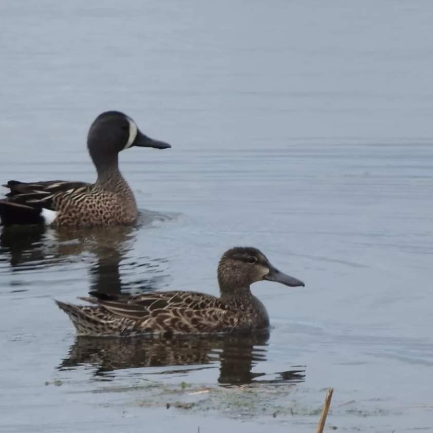 Blue-winged Teal - Ron Arvidson