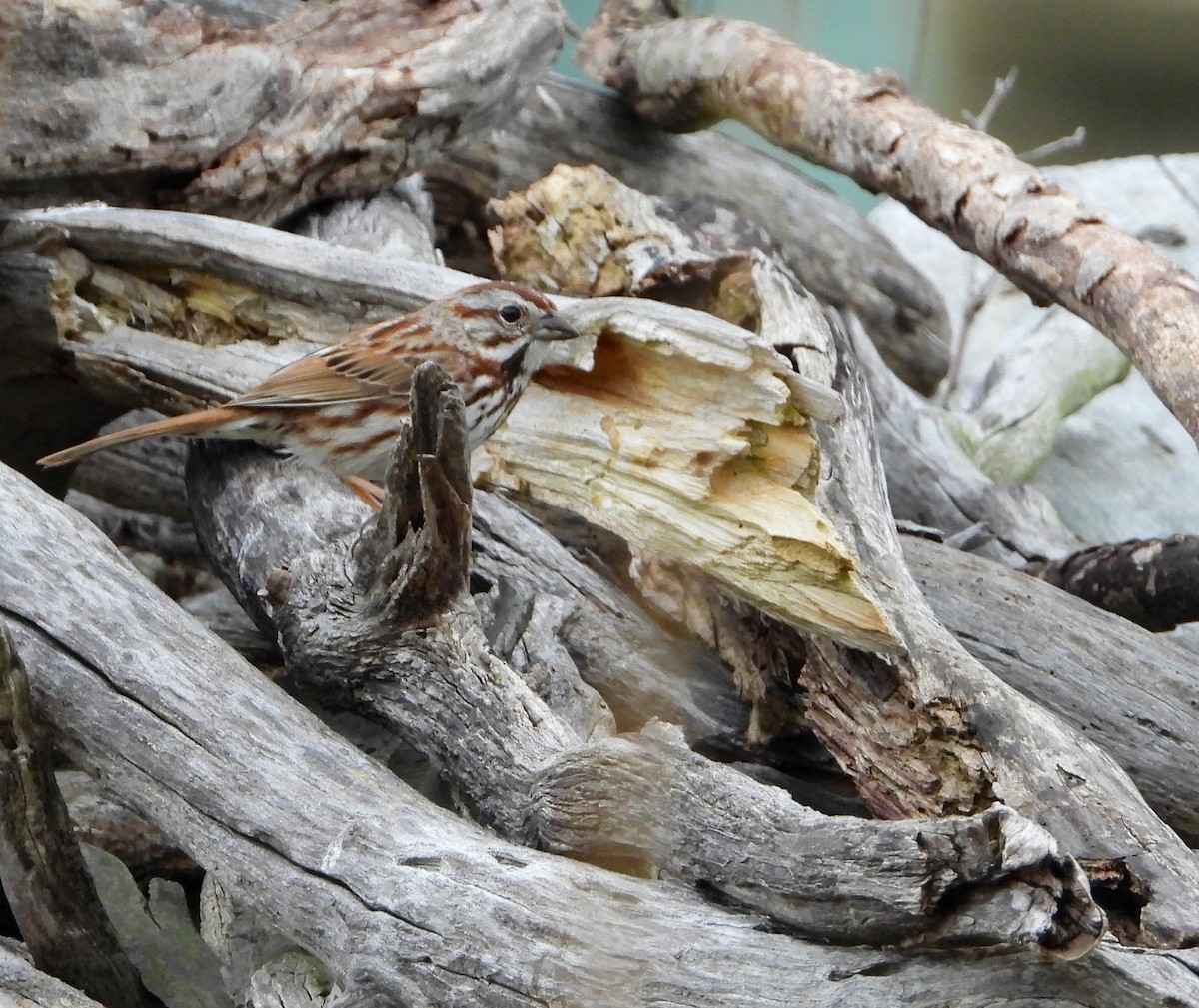 Song Sparrow - Shirley Andrews