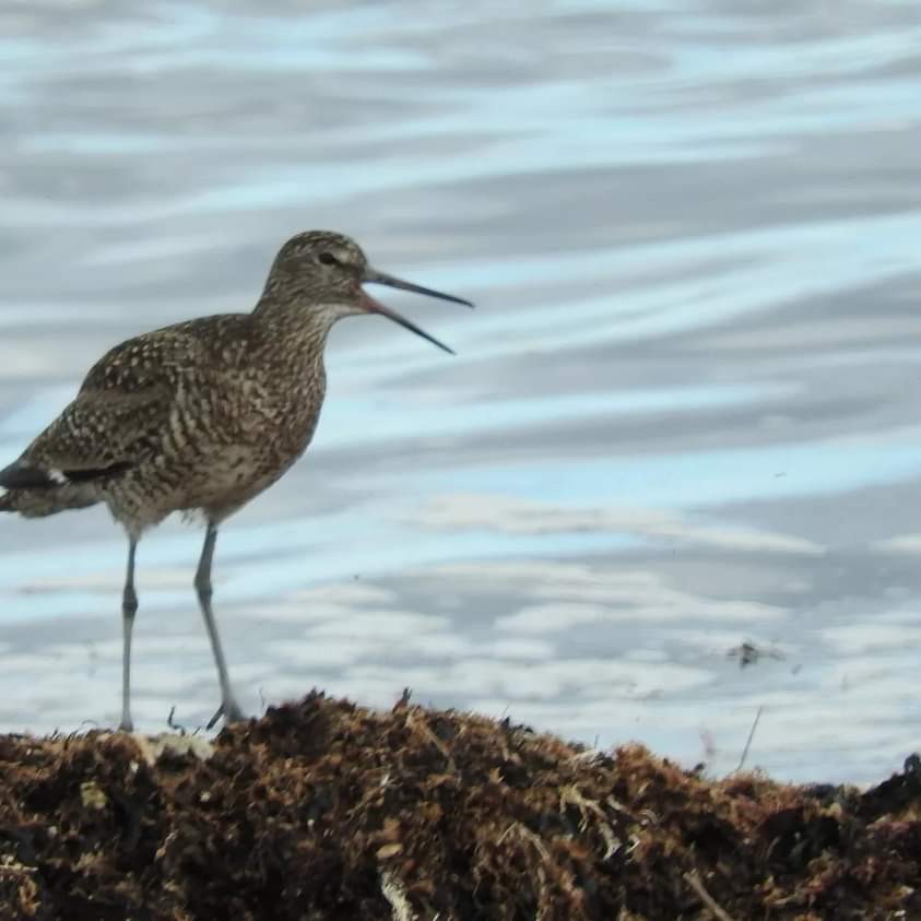 Willet - ML618836962