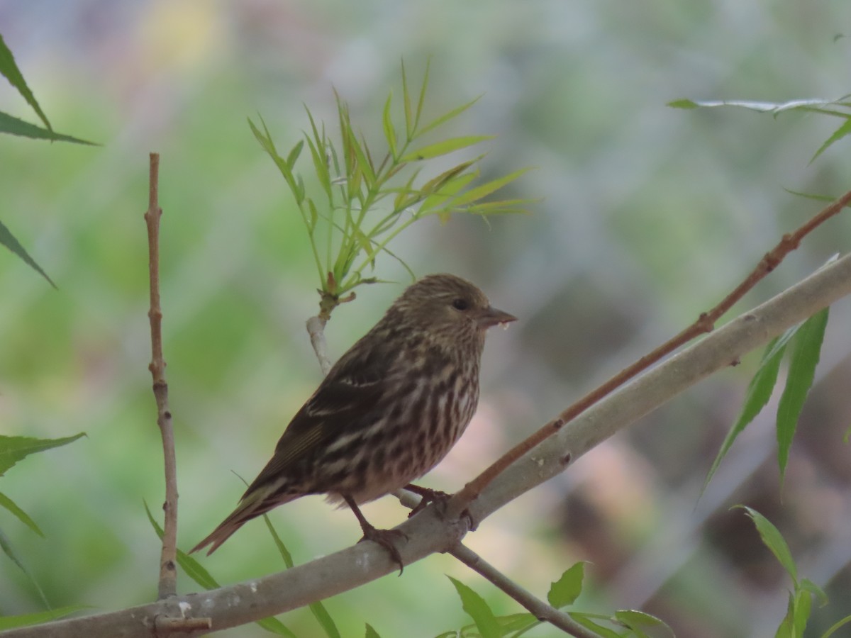 Pine Siskin - Charlotte (Charlie) Sartor