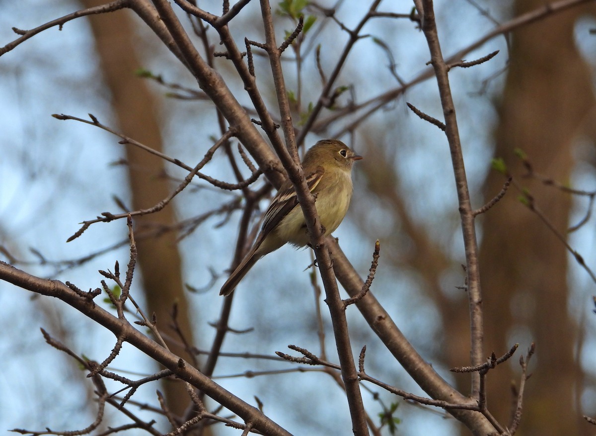 Least Flycatcher - Pauline Binetruy