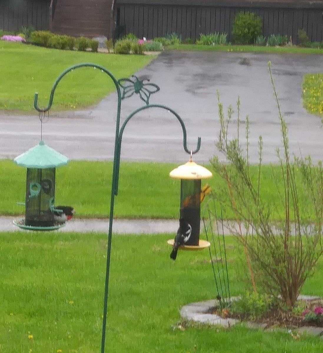 Rose-breasted Grosbeak - Marg Forde