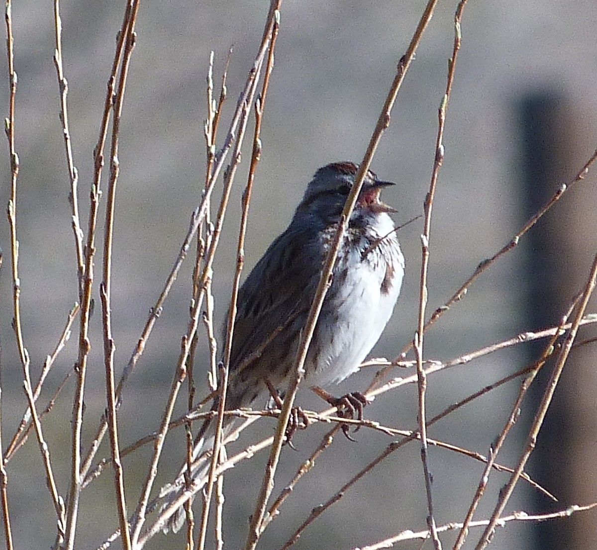 Song Sparrow - Kenneth Stinchcomb