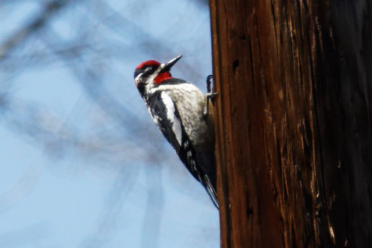 Red-naped Sapsucker - Dennis Butcher