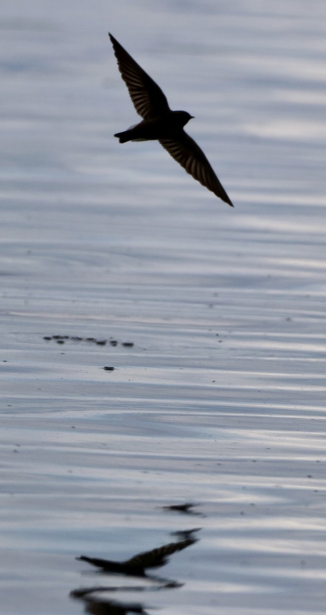 Northern Rough-winged Swallow - Carla Morris